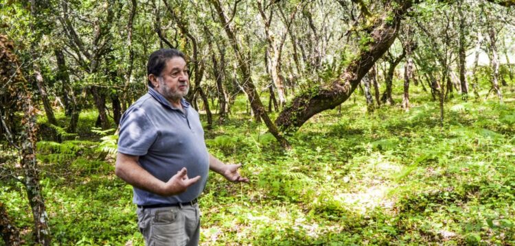 Zona industrial vai sacrificar dezenas de azinheiras e sobreiros em Alvaiázere