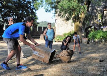 Bufo-real devolvido à natureza no Castelo de Leiria