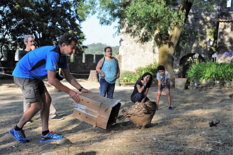 Bufo-real devolvido à natureza no Castelo de Leiria
