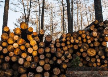 “Governo vai proibir as estatísticas de incêndio”