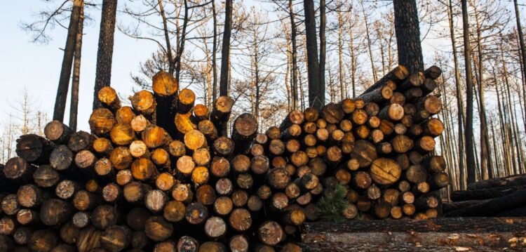 “Governo vai proibir as estatísticas de incêndio”