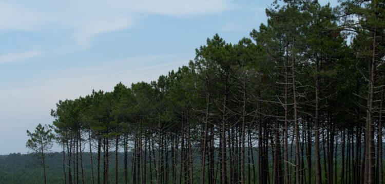 “Portugal é um território todo arranhado e em ferida”