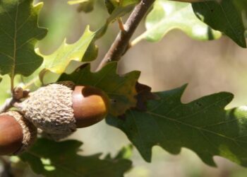 SIF’18 arranca com debate sobre a Floresta