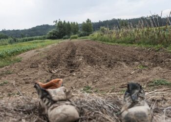 Odor fétido e praga de moscas em Leiria provém de espalhamentos