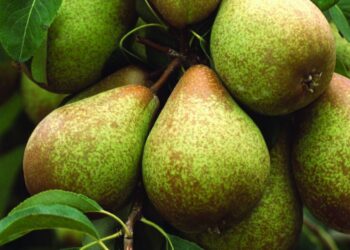 Quebras na produção de pera rocha podem chegar  aos 25% devido ao calor