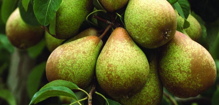 Quebras na produção de pera rocha podem chegar  aos 25% devido ao calor