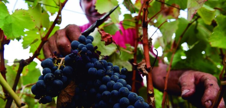Vaga de calor destrói até 40% da produção vinícola da região