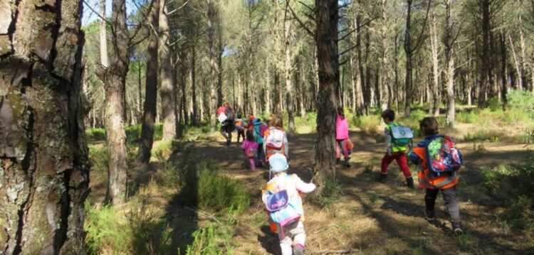 Está a nascer a Escola da Mata e a sala de aulas é o Pinhal de Leiria