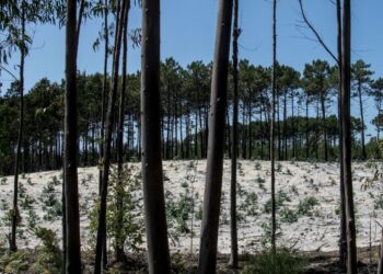 Plano prevê mais eucaliptos para a floresta da região