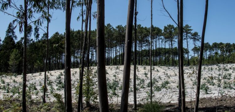 Plano prevê mais eucaliptos para a floresta da região
