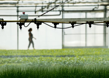 Germiplanta investe 2,6 milhões em instalações e robotização