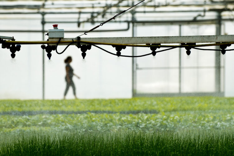 Germiplanta investe 2,6 milhões em instalações e robotização