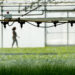 Germiplanta investe 2,6 milhões em instalações e robotização