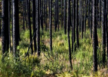 Invasão de acácias põe em risco futuro do Pinhal de Leiria