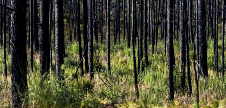 Invasão de acácias põe em risco futuro do Pinhal de Leiria
