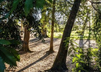 Museu Nacional da Floresta confirmado na Marinha Grande