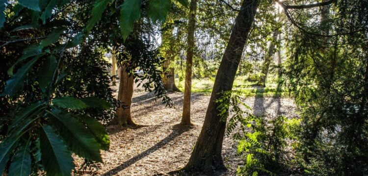 Museu Nacional da Floresta confirmado na Marinha Grande