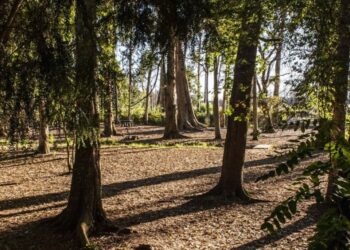 Pinhal de Leiria: 10 santuários intocados pelas chamas