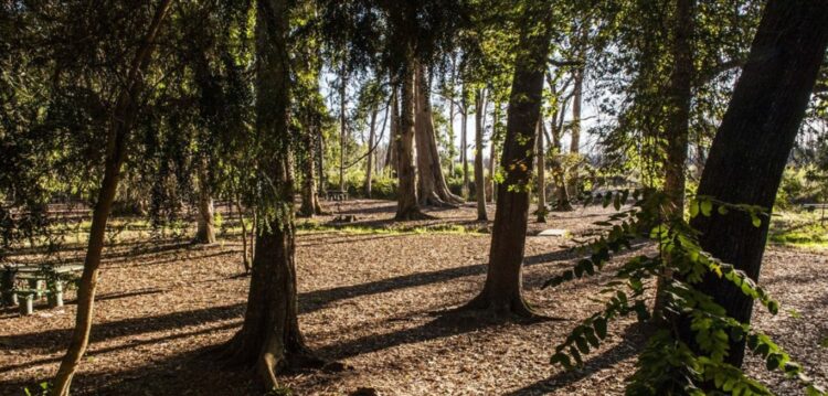Pinhal de Leiria: 10 santuários intocados pelas chamas