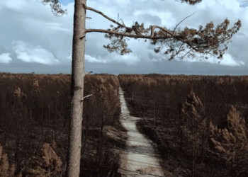 Pinhal de Leiria – Antes e depois do fogo de 15 e 16 de Outubro de 2017