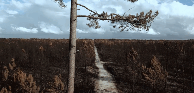 Pinhal de Leiria – Antes e depois do fogo de 15 e 16 de Outubro de 2017