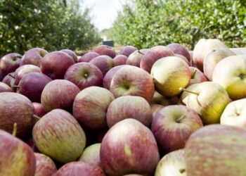 Consórcio investe 2,5 milhões em fábrica de alimentos funcionais