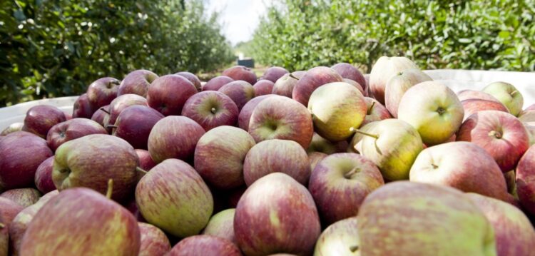 Consórcio investe 2,5 milhões em fábrica de alimentos funcionais
