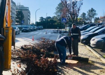 Corte de árvores no Bairro dos Capuchos, em Leiria