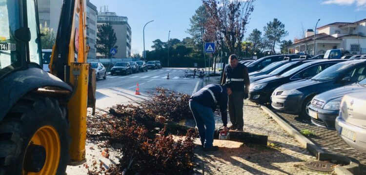 Corte de árvores no Bairro dos Capuchos, em Leiria