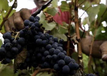Exportações de vinho do distrito cresceram 25% no ano passado