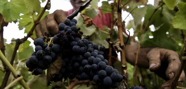 Exportações de vinho do distrito cresceram 25% no ano passado