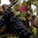 Exportações de vinho do distrito cresceram 25% no ano passado