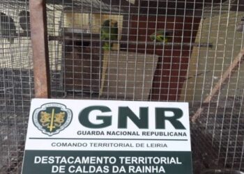 GNR de Leiria apreendeu 13 cães de raça potencialmente perigosa e 40 aves furtadas