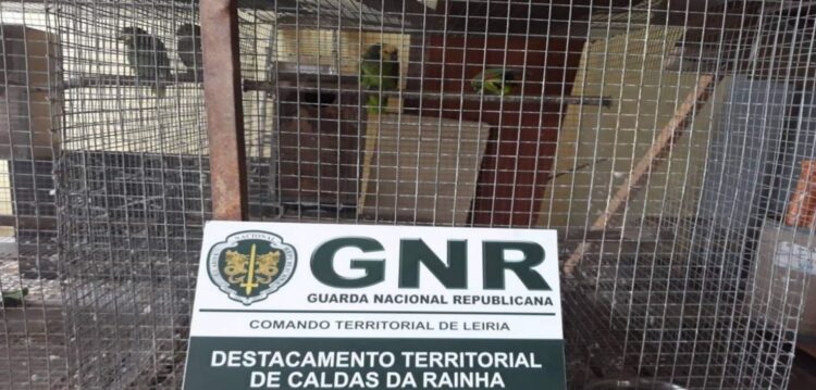 GNR de Leiria apreendeu 13 cães de raça potencialmente perigosa e 40 aves furtadas
