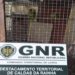 GNR de Leiria apreendeu 13 cães de raça potencialmente perigosa e 40 aves furtadas
