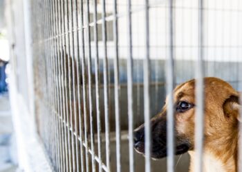 Porto de Mós constrói centro de recolha para mais de 50 animais
