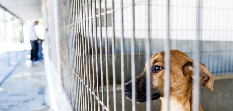 Porto de Mós constrói centro de recolha para mais de 50 animais