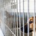 Porto de Mós constrói centro de recolha para mais de 50 animais