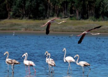Lagoa de Óbidos na plataforma “Dias da Memória” a partir de Fevereiro