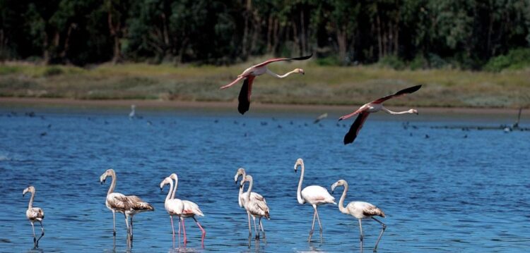 Lagoa de Óbidos na plataforma “Dias da Memória” a partir de Fevereiro
