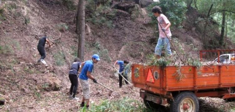 Marinha Grande: limpeza de terrenos obrigatória até 15 de Março