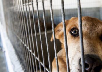 Ourém constrói centro de recolha para cerca de 70 animais