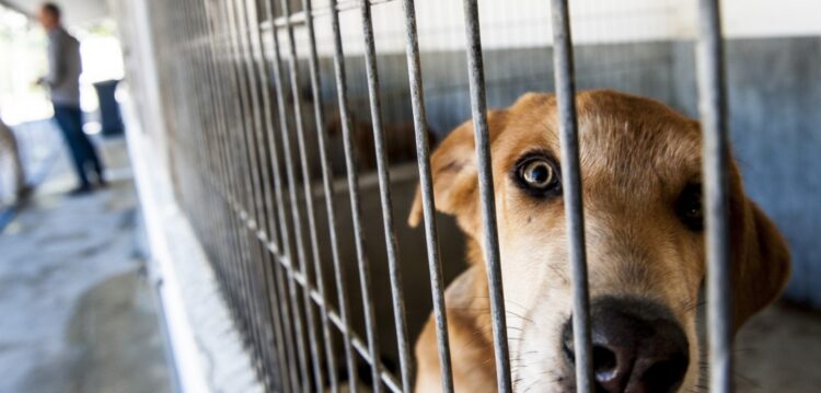 Ourém constrói centro de recolha para cerca de 70 animais