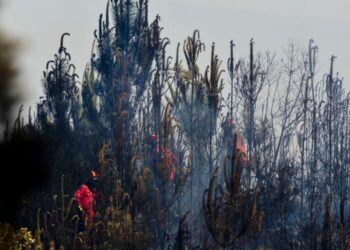 Queimas e queimadas sem autorização vão dar multa