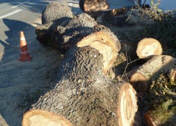 Quercus contesta abate de árvores junto à EN113 em Ourém
