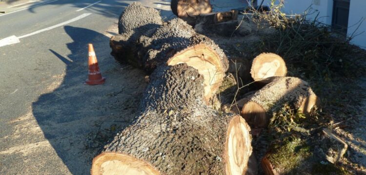 Quercus contesta abate de árvores junto à EN113 em Ourém