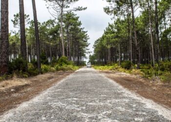 GNR multou ICNF por falta de limpeza da Mata Nacional de Leiria