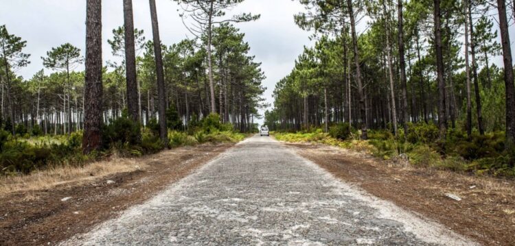 GNR multou ICNF por falta de limpeza da Mata Nacional de Leiria