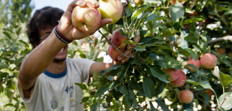 Maçã de Alcobaça sustenta inovação e novos negócios