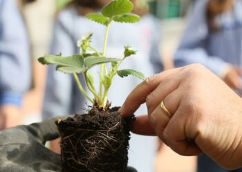 Nazaré abre candidaturas para hortas comunitárias